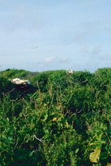 1_Atollo_di_Aldabra_13