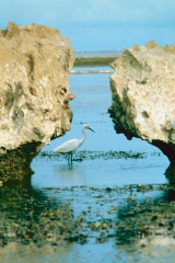 1_Atollo_di_Aldabra_15