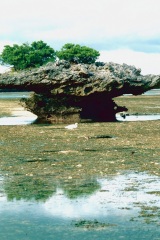 Atollo_di_Aldabra_0203