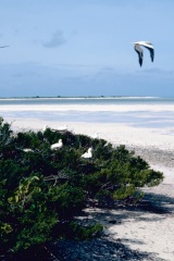 Atollo_di_Aldabra_10_8
