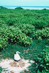Atollo_di_Aldabra_15