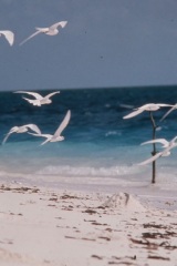 Atollo_di_Aldabra_18
