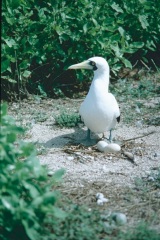 Atollo_di_Aldabra_2-3