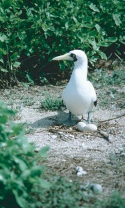 Atollo di Aldabra