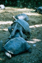 Atollo_di_Aldabra_2