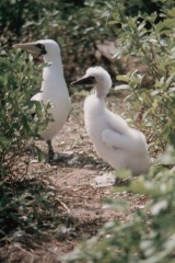 Atollo_di_Aldabra_20