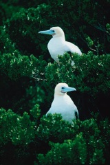 Atollo_di_Aldabra_7